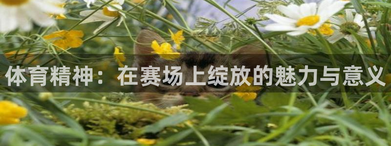 米兰体育官方正版app代理：体育精神：在赛场上绽放的
